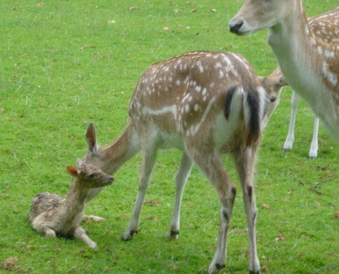 hert geboren in het Hertenkamp Tiel