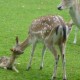 hert geboren in het Hertenkamp Tiel