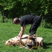 Schaapscheerderdag 2015 in het Hertenkamp Tiel