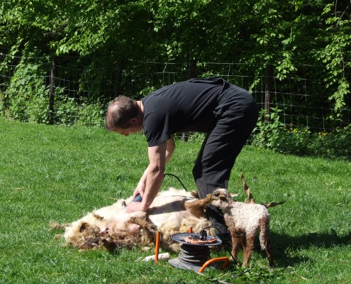 Schaapscheerderdag 2015 in het Hertenkamp Tiel