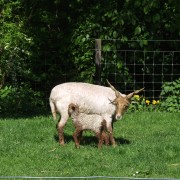 Schaapscheerderdag 2015 in het Hertenkamp Tiel