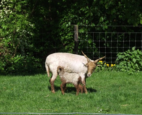 Schaapscheerderdag 2015 in het Hertenkamp Tiel