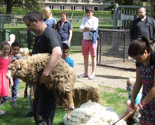 Schaapscheerderdag 2015 in het Hertenkamp Tiel