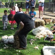 Schaapscheerderdag 2015 in het Hertenkamp Tiel