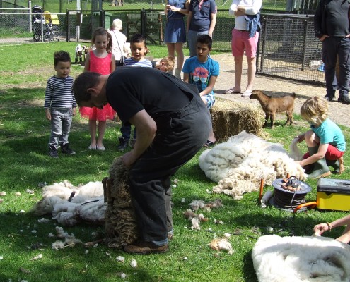 Schaapscheerderdag 2015 in het Hertenkamp Tiel