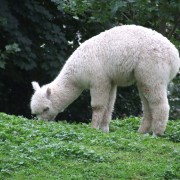 De Lama en Alpaca in het Hertenkamp Tiel