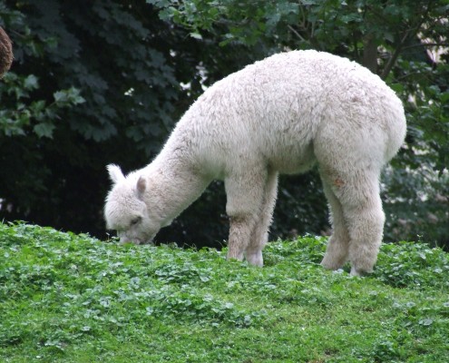 De Lama en Alpaca in het Hertenkamp Tiel