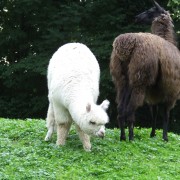 De Lama en Alpaca in het Hertenkamp Tiel