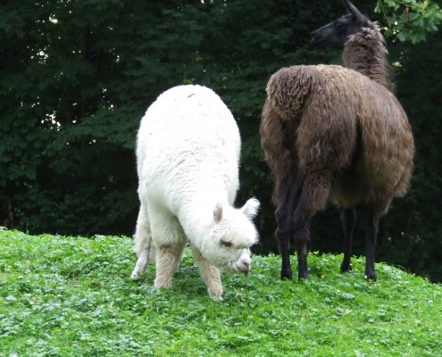 De Lama en Alpaca in het Hertenkamp Tiel