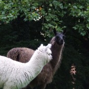 De Lama en Alpaca in het Hertenkamp Tiel