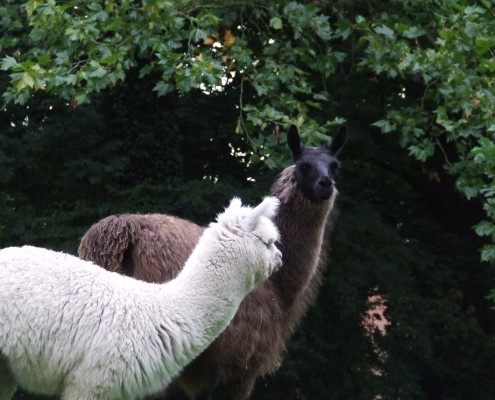 De Lama en Alpaca in het Hertenkamp Tiel