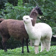 De Lama en Alpaca in het Hertenkamp Tiel