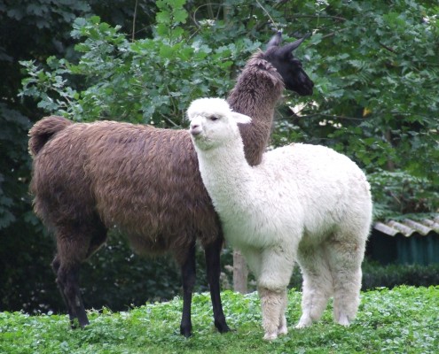 De Lama en Alpaca in het Hertenkamp Tiel