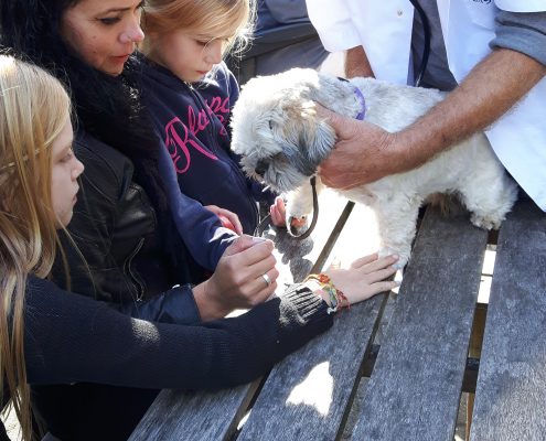 Dierendag 2016