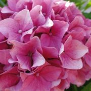 Hortensia