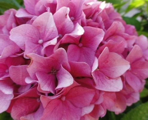 Hortensia