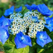 Hortensia