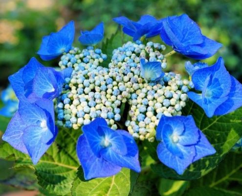 Hortensia