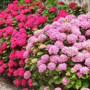 Hortensia